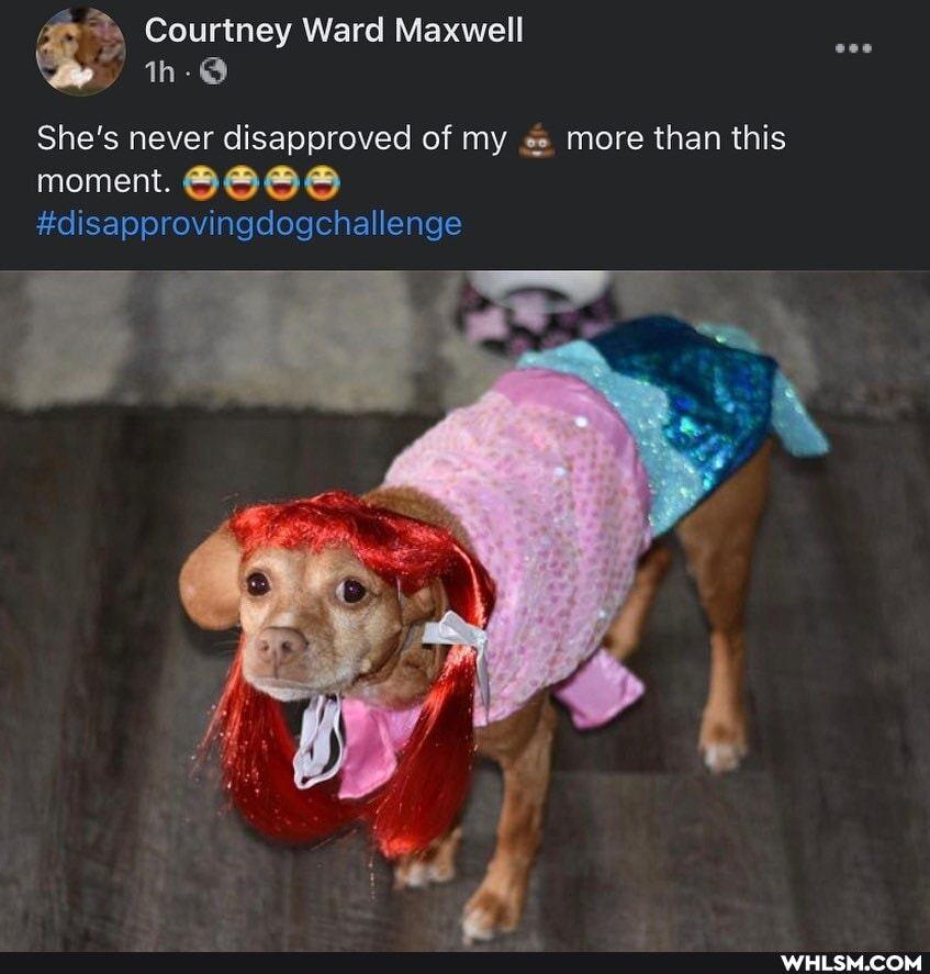 Courtney Ward Maxwell th-@
She's never disapproved of my more than this
moment.
#disapprovingdogchallenge