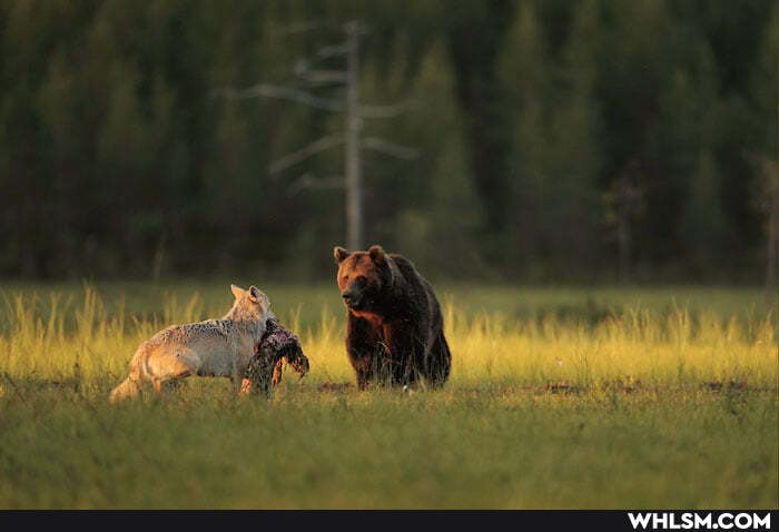 nature, wolf, wildlife, bear
