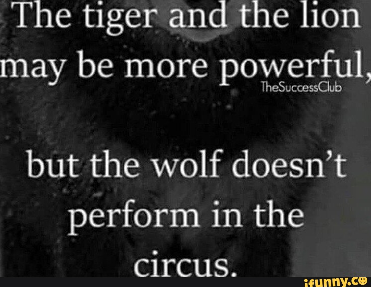 The tiger and the lion may be more powerful, but the wolf doesn't ...