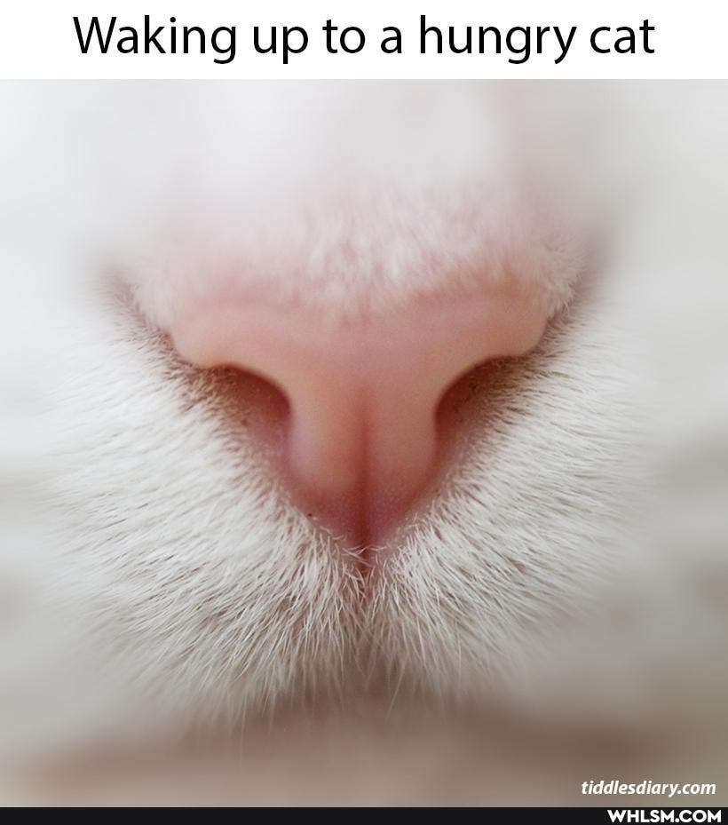 Waking up to a hungry cat