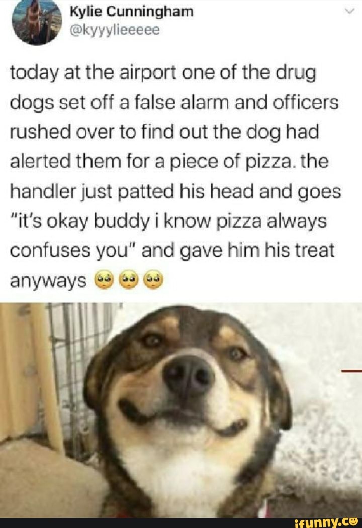 le Cunningham
today at the airport one of the drug dogs set off a false alarm and officers rushed over to find out the dog had alerted them for a piece of pizza. the handler just patted his head and goes
"it's okay buddy i know pizza always confuses you" and gave him his treat anyways