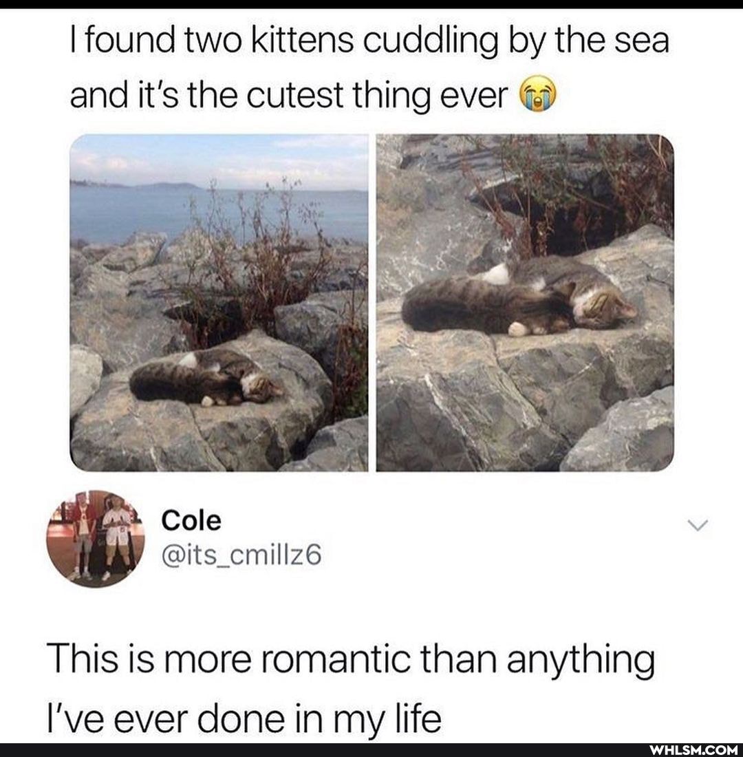I found two kittens cuddling by the sea and it's the cutest thing ever
This is more romantic than anything aver dane in my life