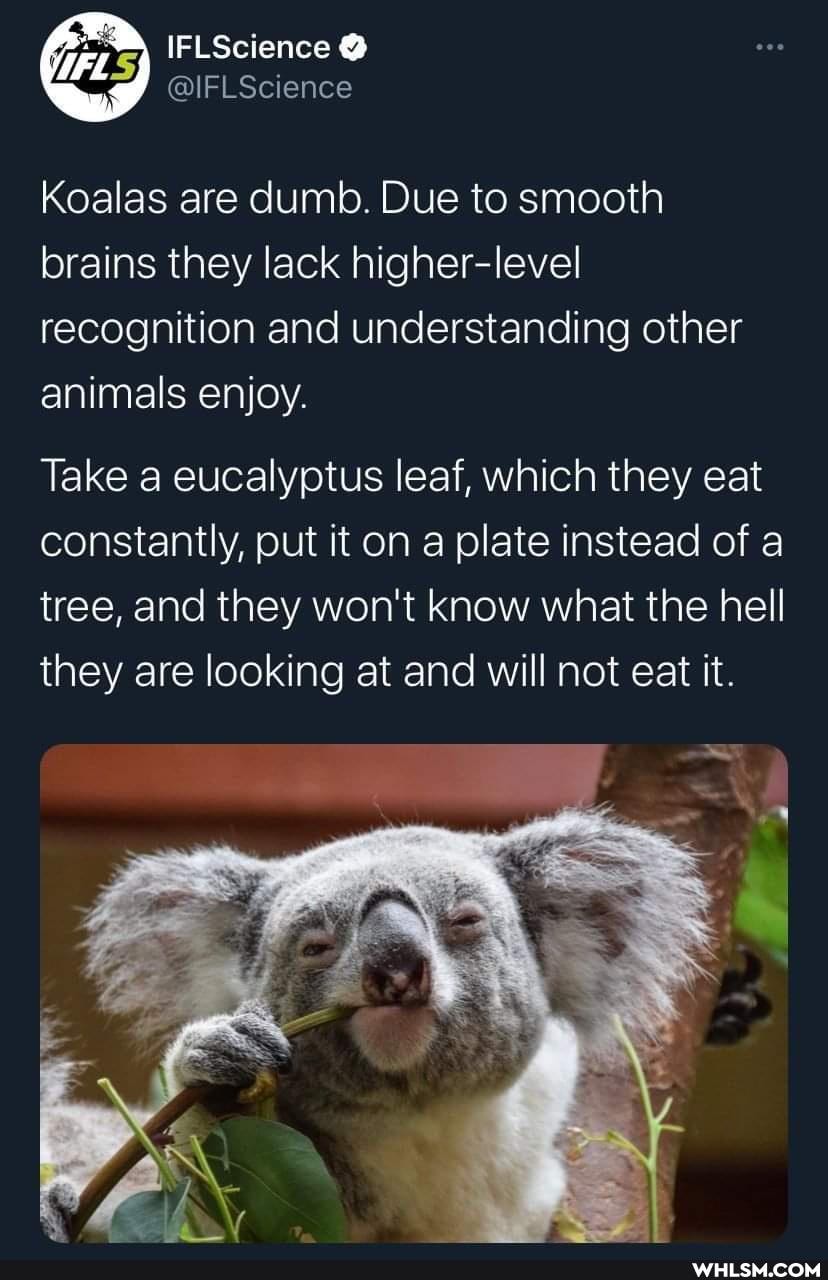 IFLScience
@IFLScience
Koalas are dumb. Due to smooth brains they lack higher-level recognition and understanding other animals enjoy.
Take a eucalyptus leaf, which they eat constantly, put it on a plate instead of a tree, and they won't know what the hell they are looking at and will not eat it.