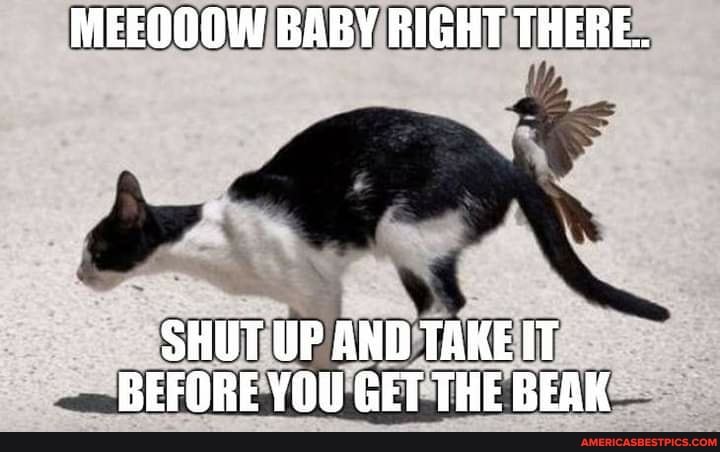 MEEQOOW BABY RIGHT THERE.
SHUT UP AND TAKE IT BEFORE YOU GET THE BEAK