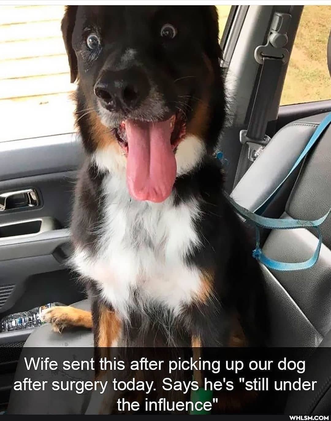 aa. idl
Wife sent this after picking up our dog after surgery today. Says he's "still under
the infliiance"