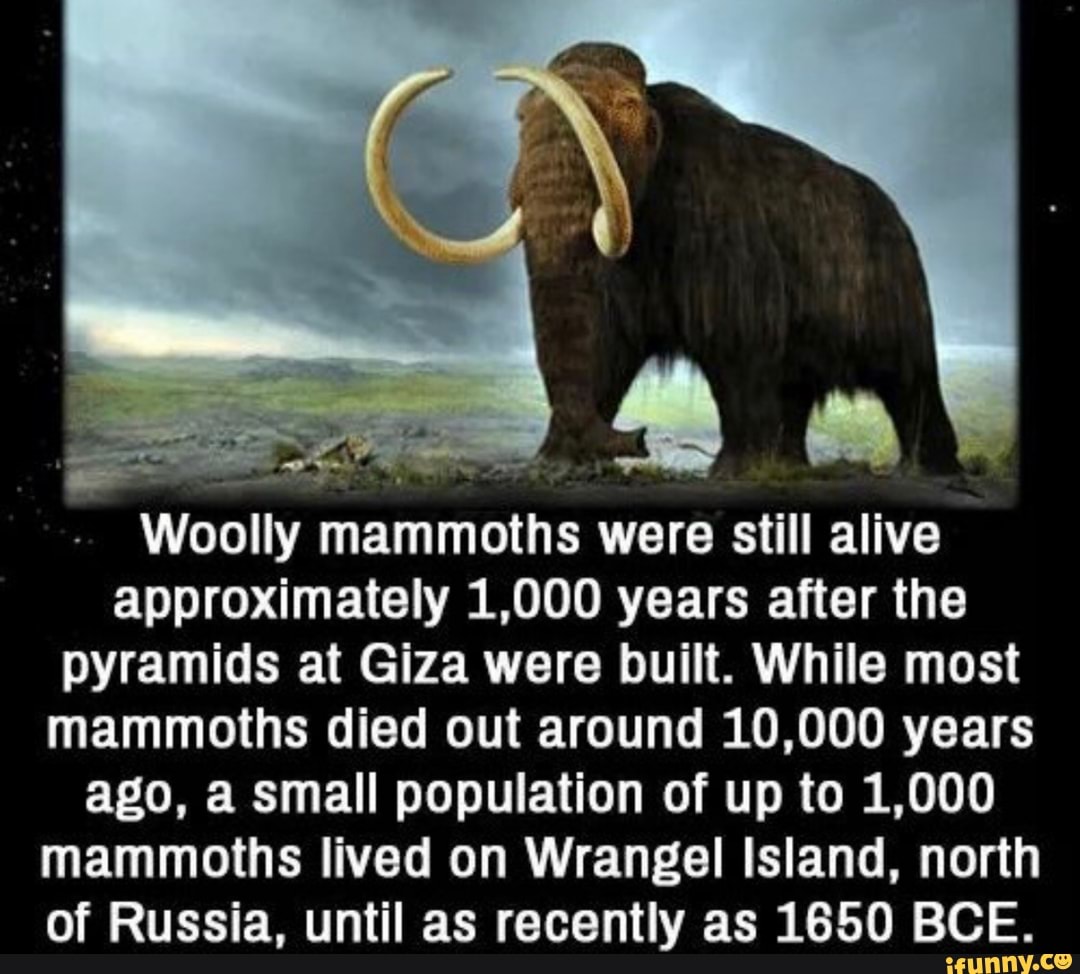 Woolly mammoths were still alive approximately 1, 000 years after the