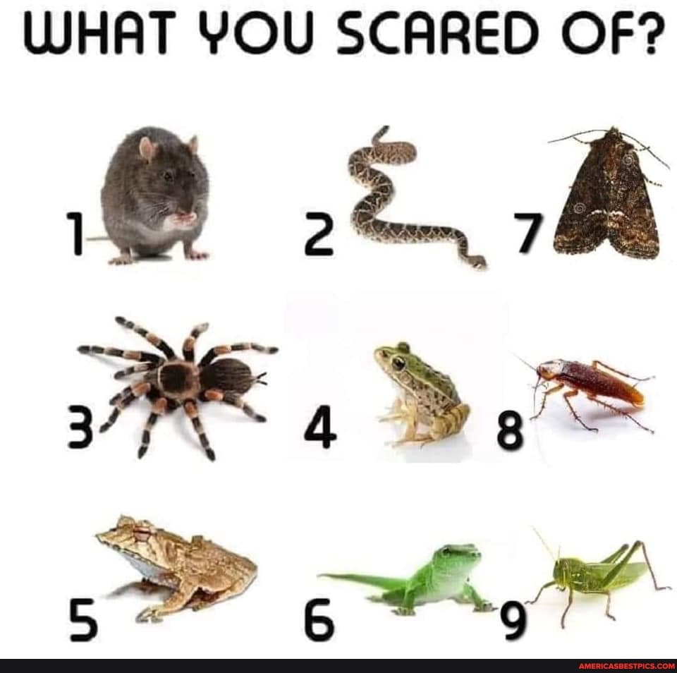 WHAT YOU SCARED OF?