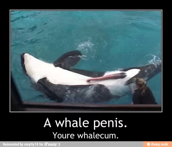 How do you convince whales to have sex.