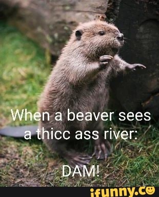 When a beaver sees a thicc ass river: DAM! - iFunny