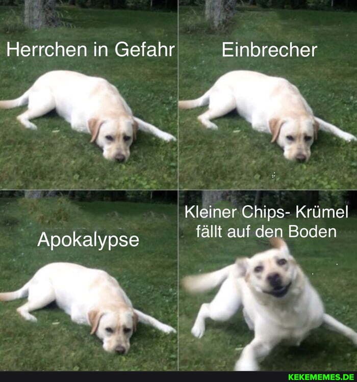 Herrchen in Gefahr Einbrecher
Kleiner Chips- Krümel fällt auf den Boden
Apokalypse