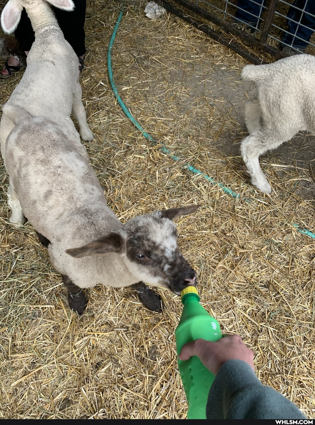 oc, baby_animals, lambs