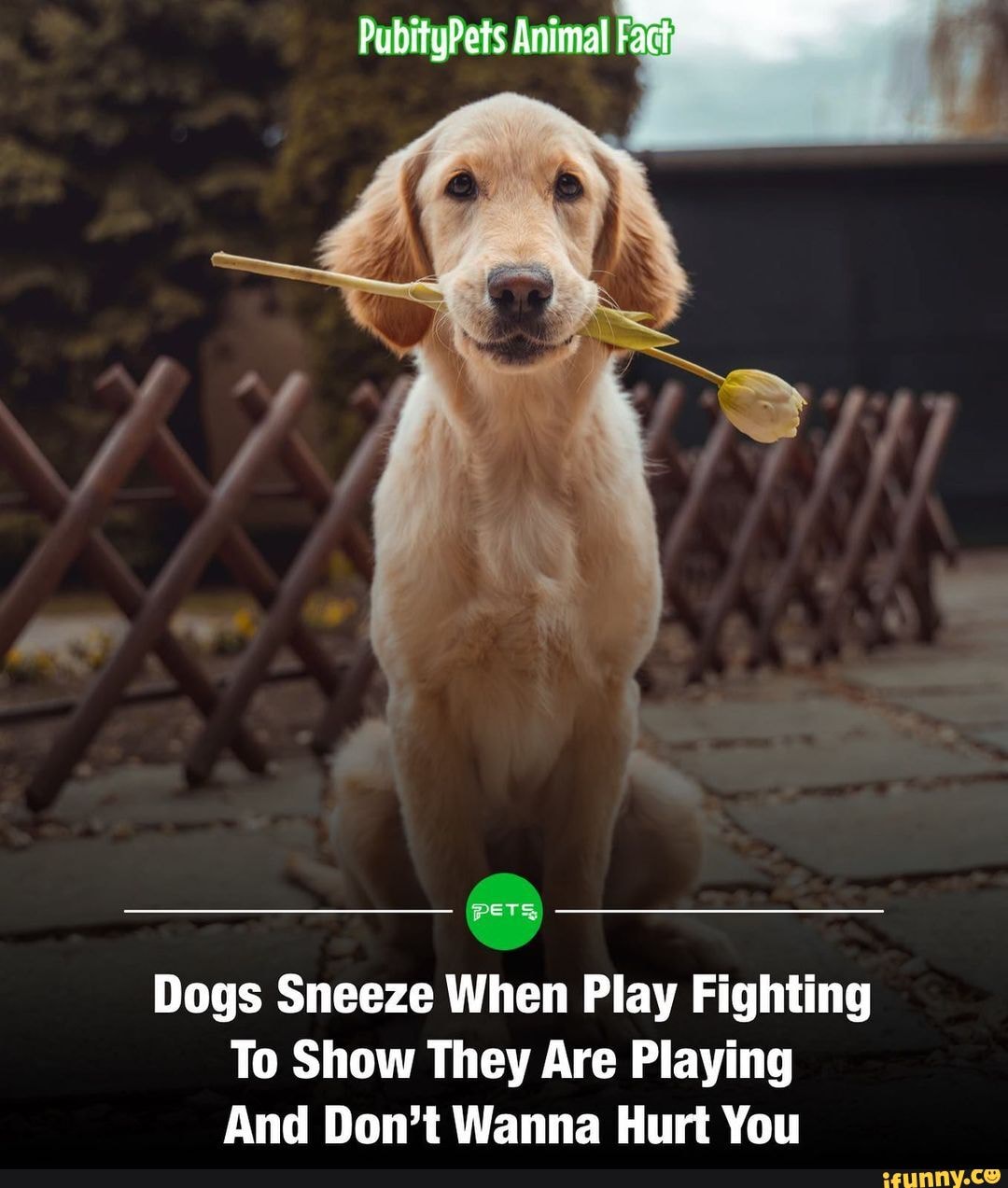 why do dogs sneeze when they play fight