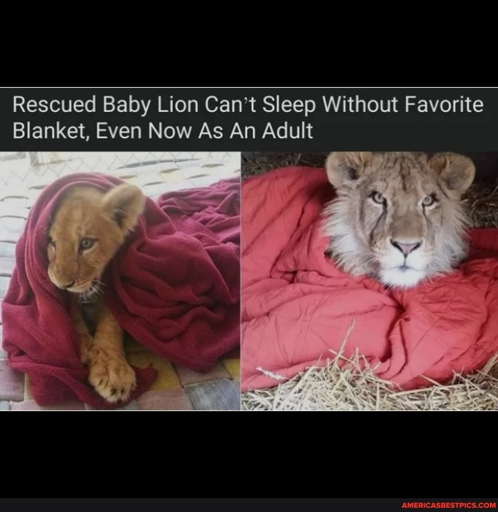 Rescued Baby Lion Can't Sleep Without Favorite
Blanket, Even Now As An Adult
