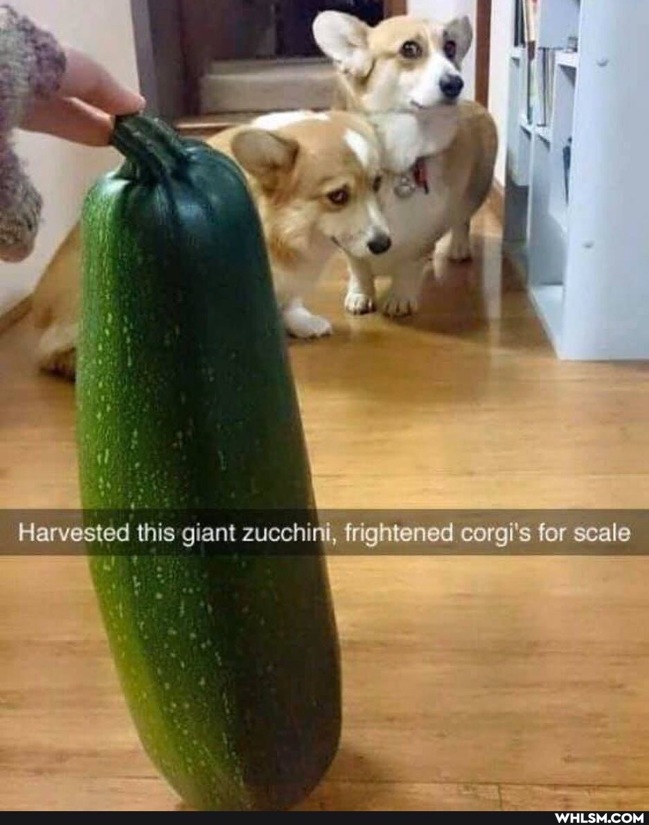 Harvested this giant zucchini, frightened corgi's for scale