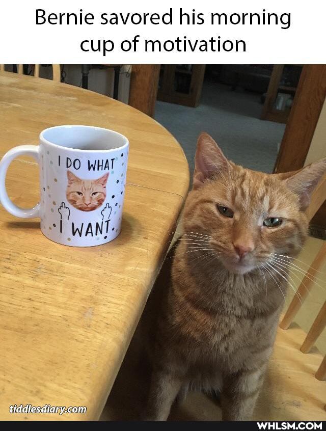 Bernie savored his morning cup of motivation