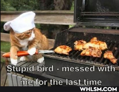 Stupid -bird - messed