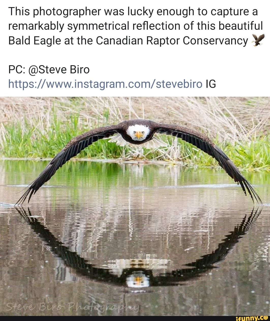 This photographer was lucky enough to capture a
remarkably symmetrical reflection of this beautiful
Bald Eagle at the Canadian Raptor Conservancy Y
@Steve
https://www.instagram.com/stevebiro IG