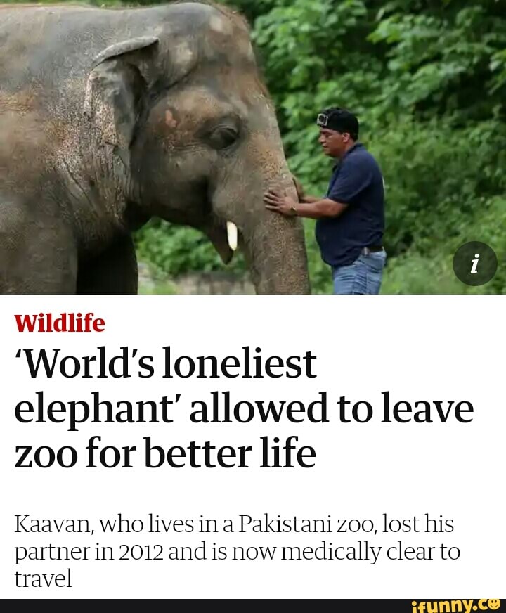 Wildlife
'World's loneliest elephant' allowed to leave
zoo for better life
Kaavan, who lives in Pakistani zoo, lost his partner in 2012 and is now medically clear to travel