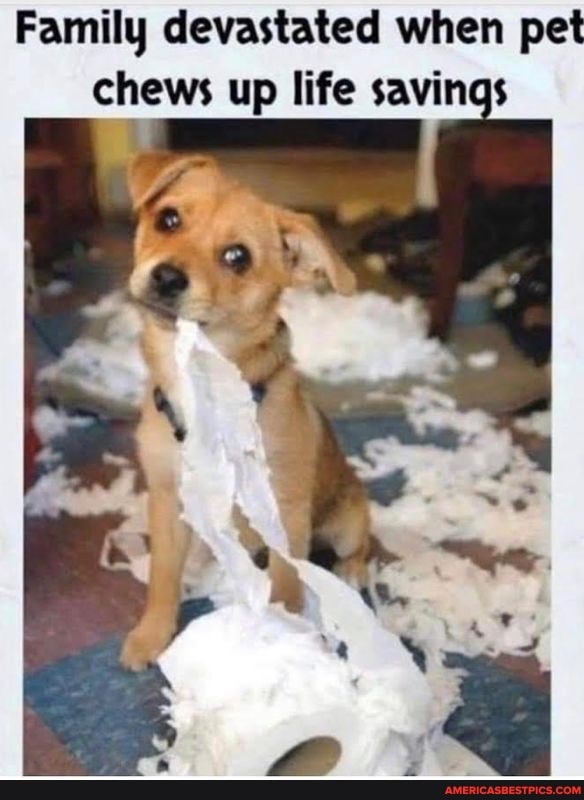 Family devastated when pet chews up life savings