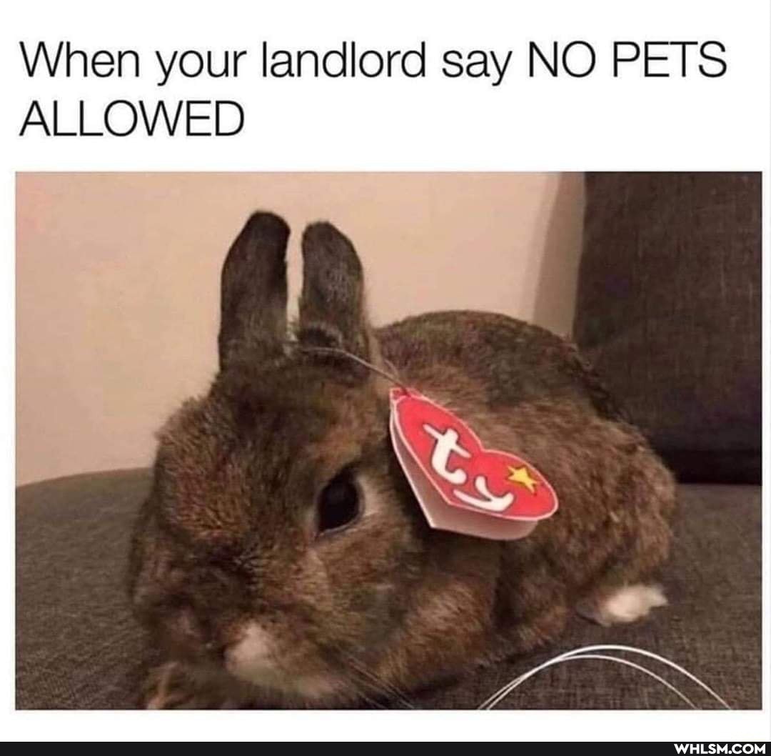 When your landlord say NO PETS ALLOWED