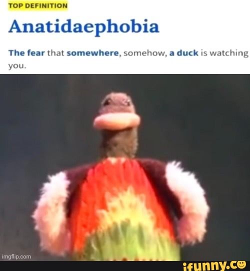 Anatidaephobia memes. Best Collection of funny Anatidaephobia pictures