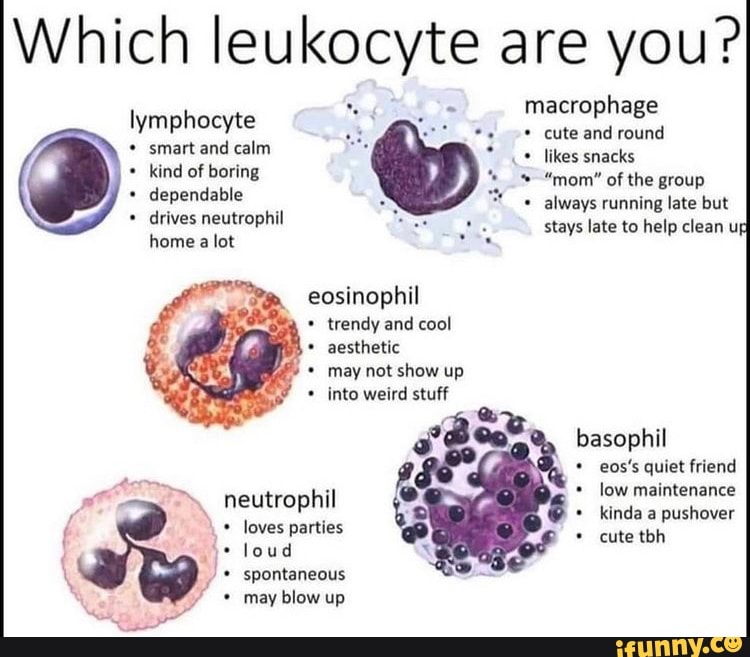 Which Leukocyte Are You Macrophage Lymphocyte Cute And Round Smart And 