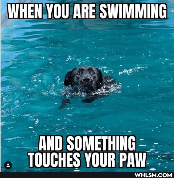 WHEN YOU ARE SWIMMING
AND SOMETHING TOUCHES YOUR PAW