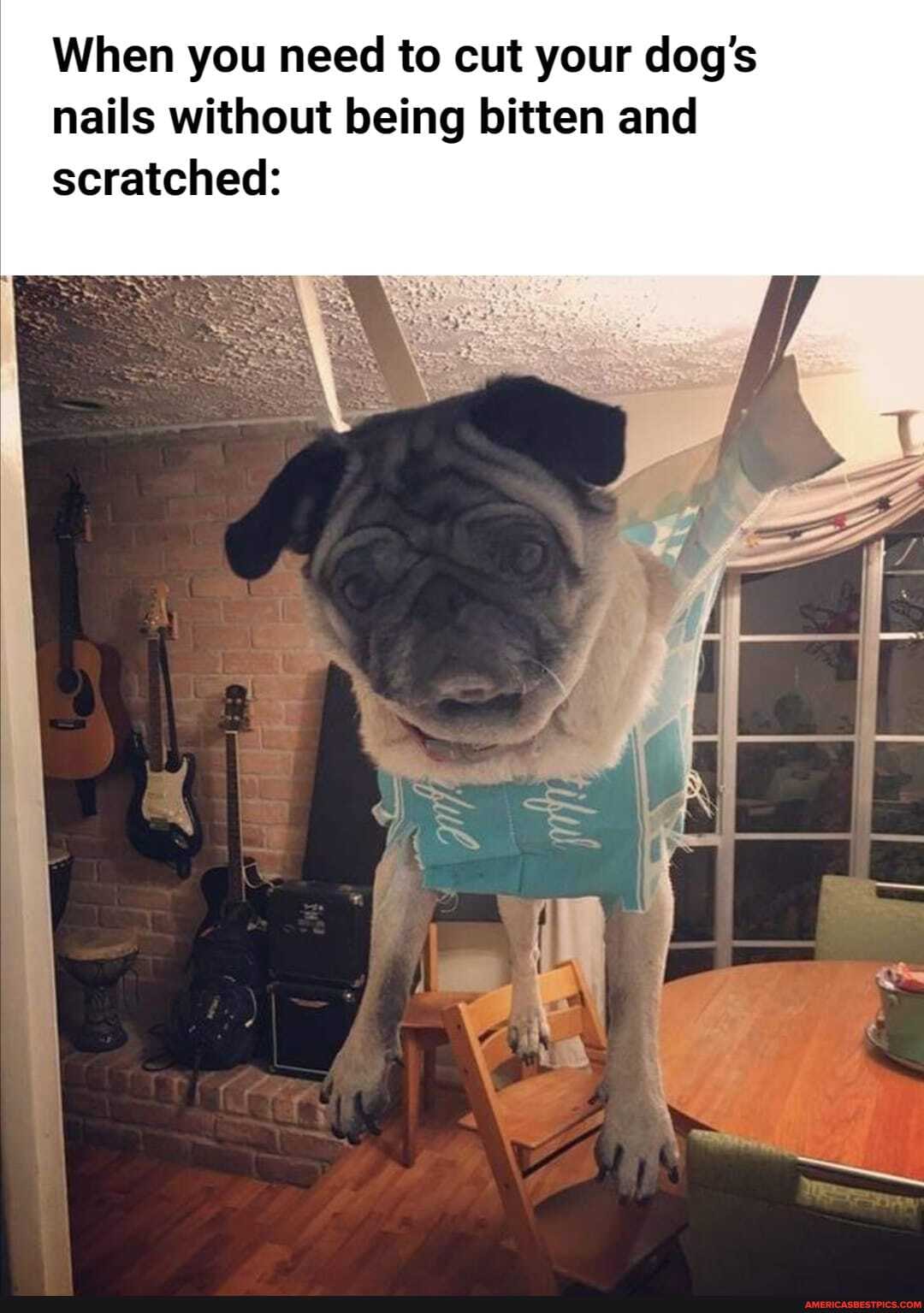 When you need to cut your dog's nails without being bitten and scratched: