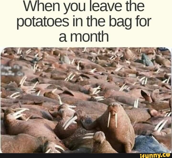 When you leave tne potatoes in the bag for month iFunny