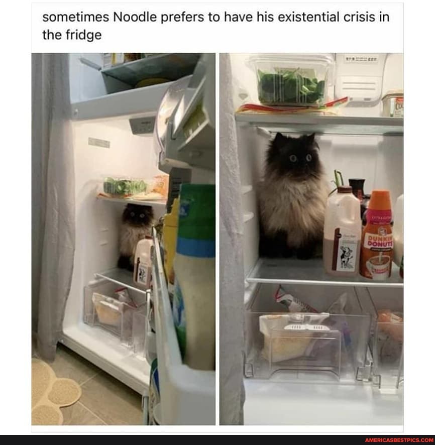 sometimes Noodle prefers to have his existential crisis in the fridge