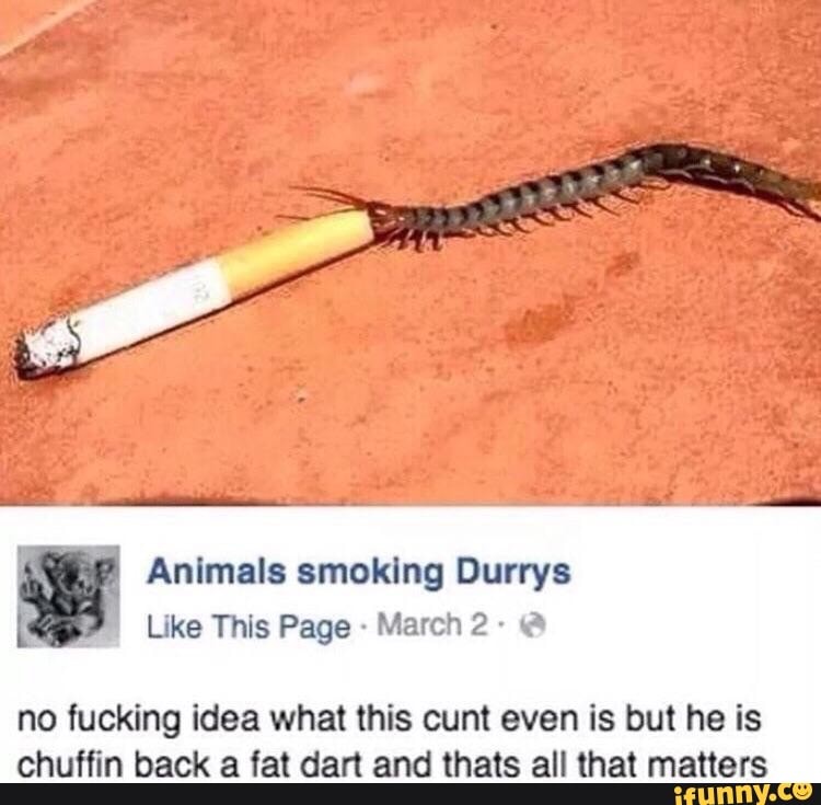 Animals smoking Durrys
I
Like This Page no fucking idea what this cunt even is but he is
chuffin back a fat dart and thats all that matters