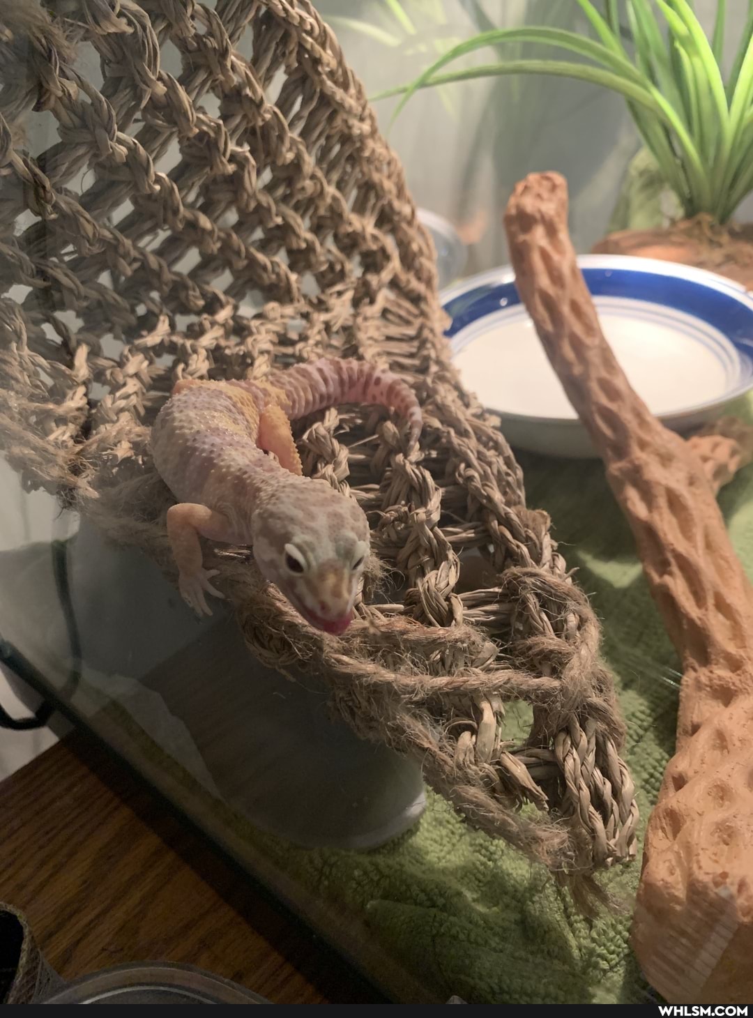 advice_animals, leopard_gecko, mrpoopybutthole