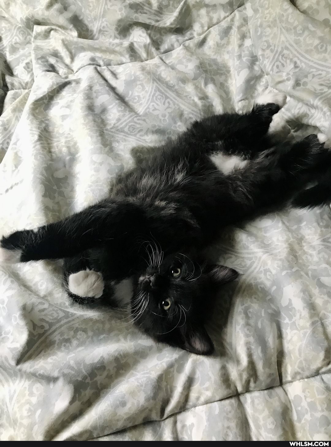 cat, kitten, baby_animals, cute_cat