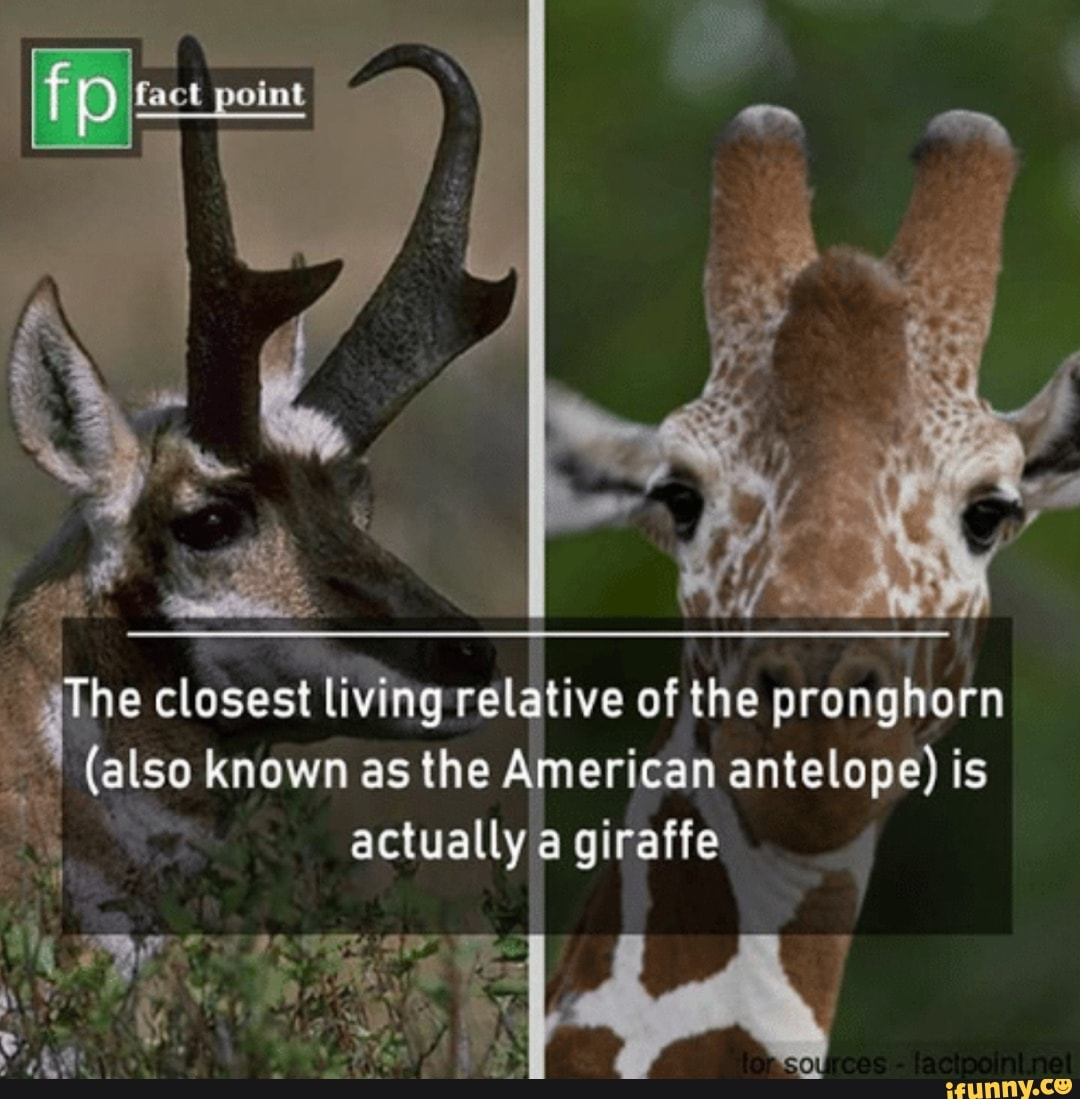 Point The closest living relative of the pronghorn (also known as the