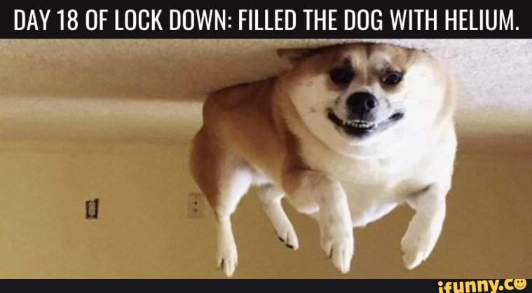 DAY 18 OF LOCK DOWN: FILLED THE DOG WITH HELIUM. - iFunny