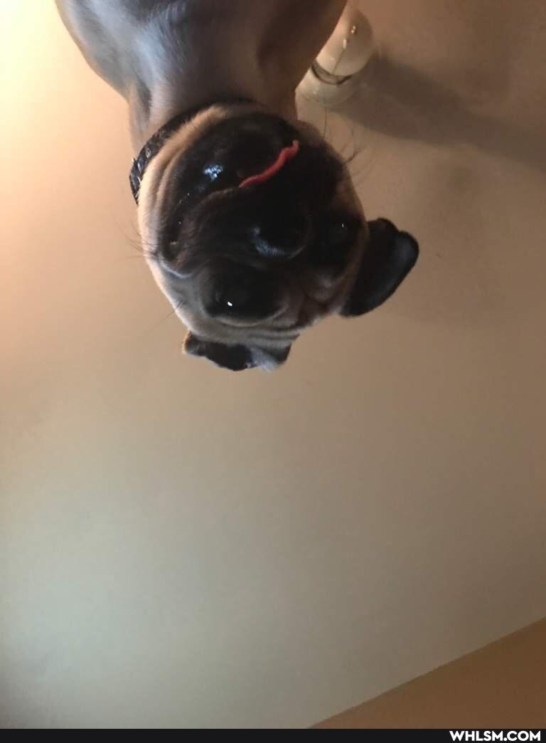 dog, pets, pet, doggo