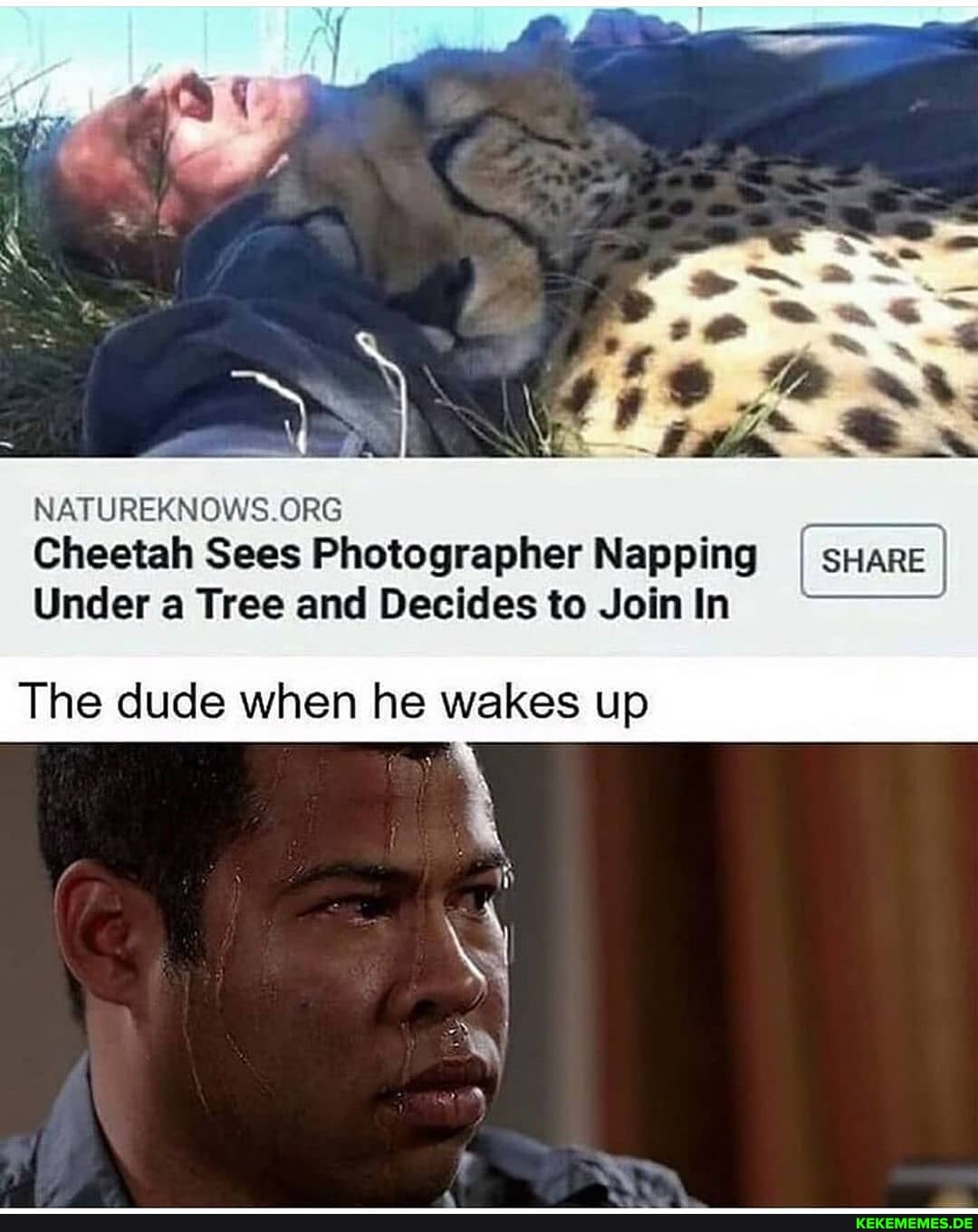 NE
Cheetah Sees Photographer Napping I SHARE I Under a Tree and Decides to Join In
The dude when he wakes up
