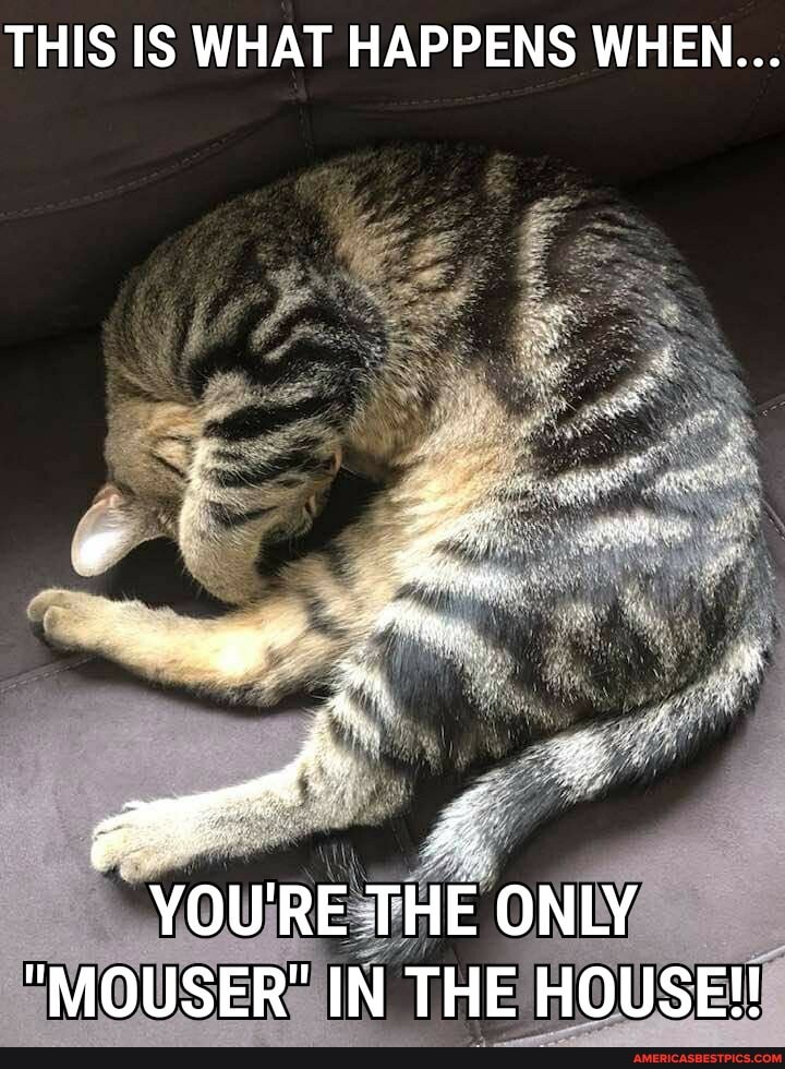 THIS IS WHAT HAPPENS WHEN...
_ YOU'RE THE ONLY
"MOUSER" IN THE HOUSE!