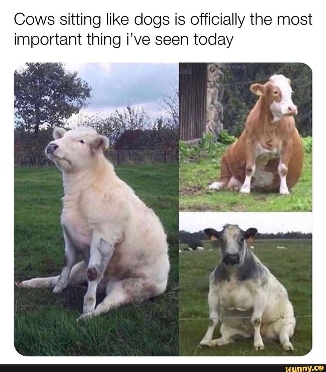 Cows sitting like dogs is officially the most important thing i've seen today