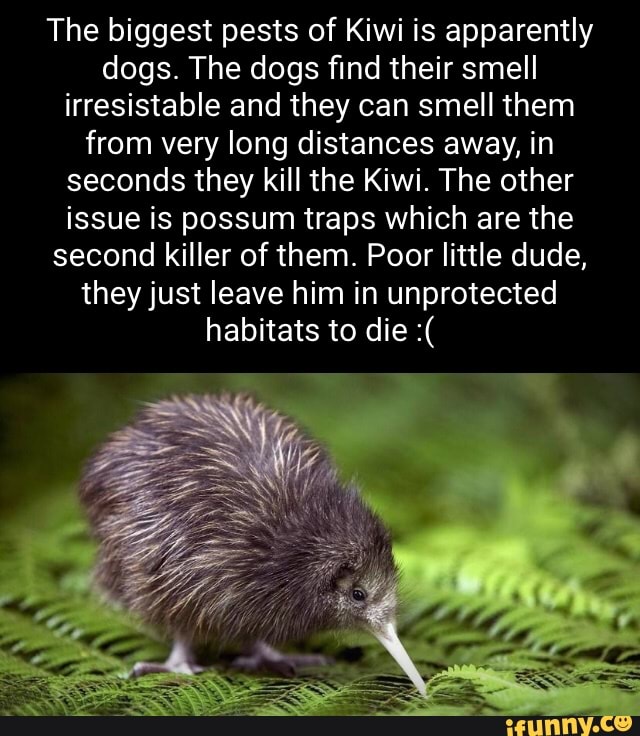 The biggest pests of Kiwi is apparently dogs. The dogs find their smell ...