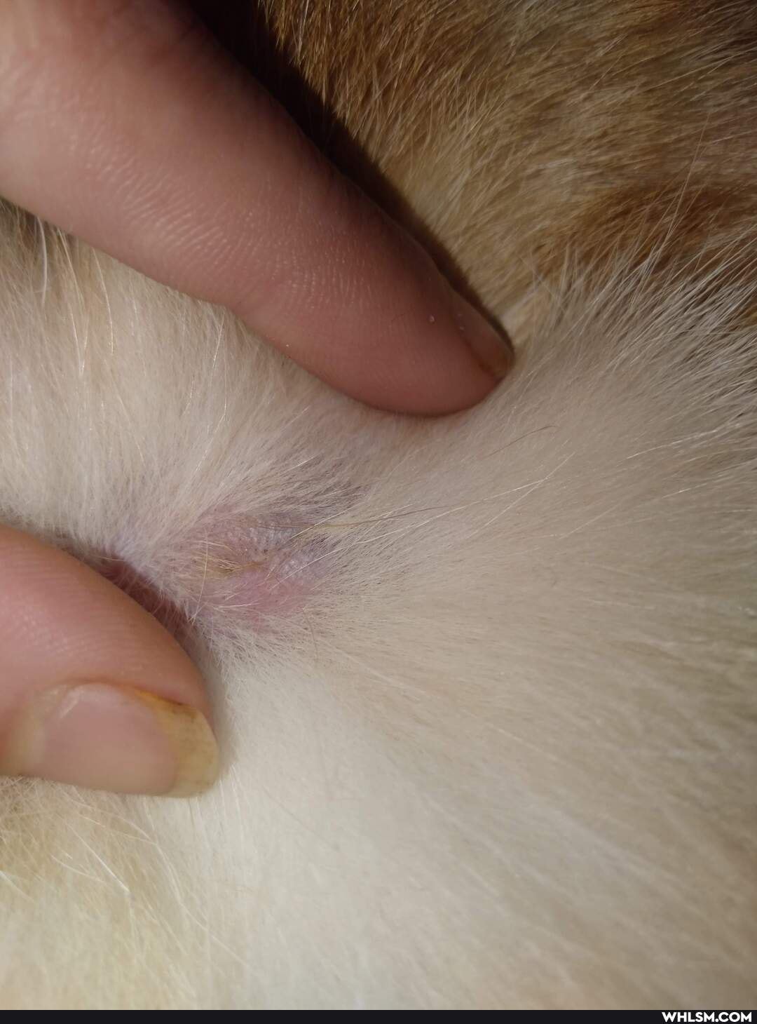 cat, advice_animals, askvet