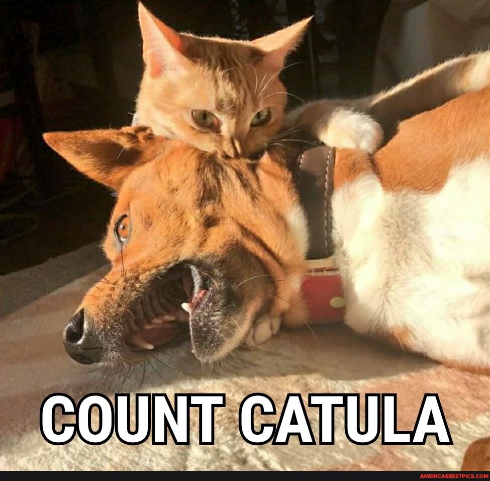 COUNT CATULA