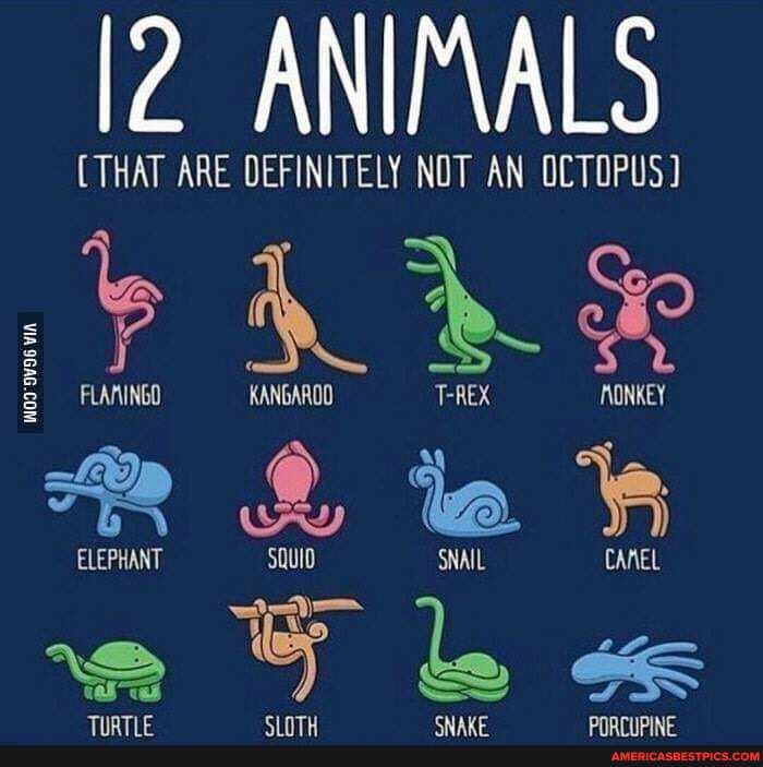 VIA
ANIMALS
CTHAT ARE DEFINITELY NOT AN OCTOPUS)
FLARINGO KANGAROO T-REX NONKEY
@ 4 \e.
RR v Wry ( )
ELEPHANT SQUID SNAIL CANEL
\D e
FF