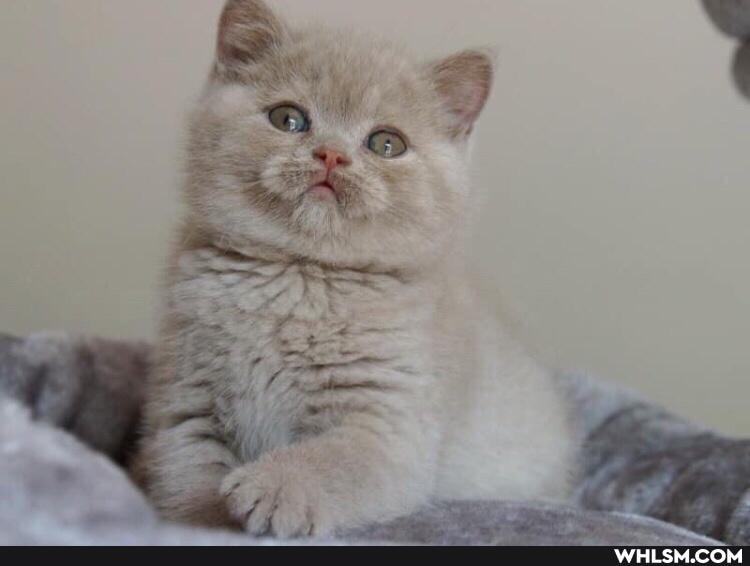 funny, cat, cats, love