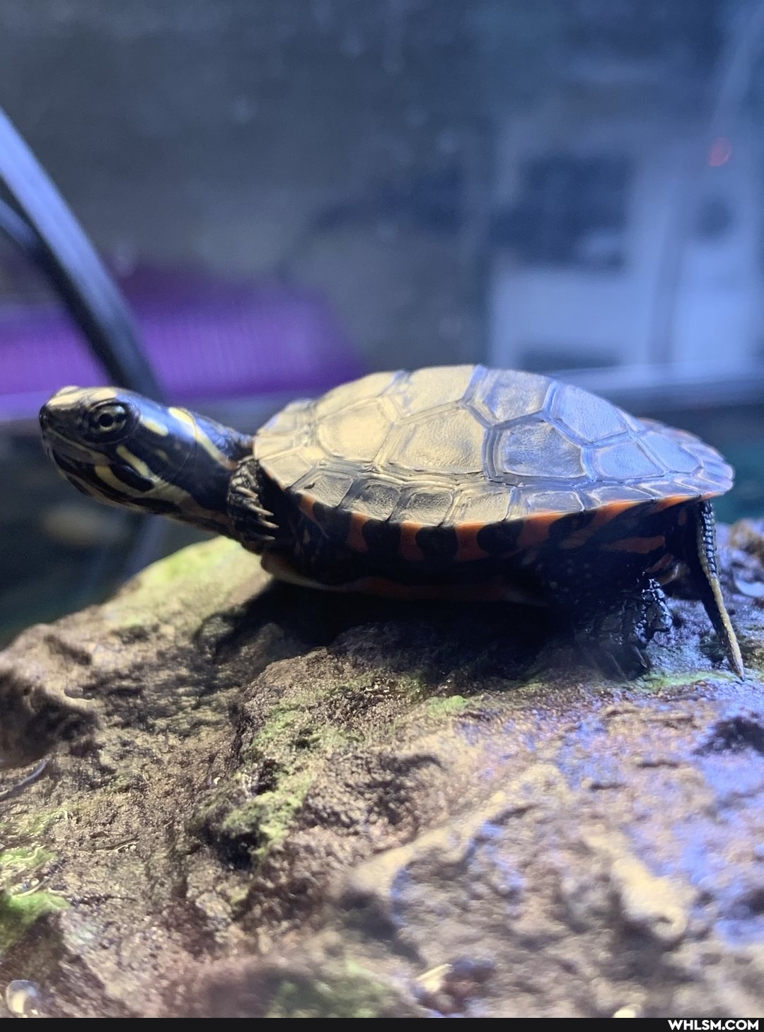 mildly_interesting, turtle, baby_animals, new_pet, paintedturtle