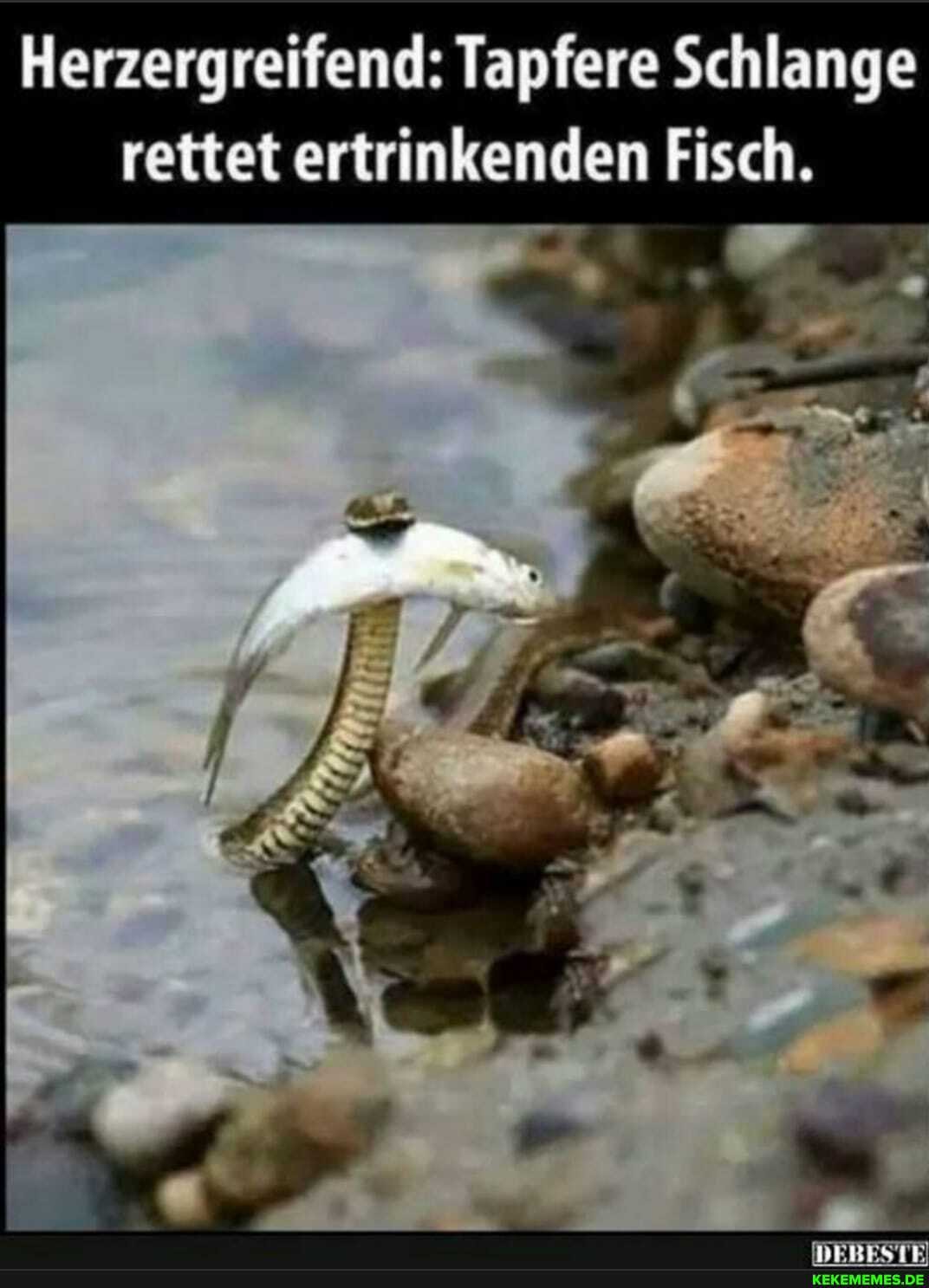 Herzergreifend: Tapfere Schlange rettet ertrinkenden Fisch.