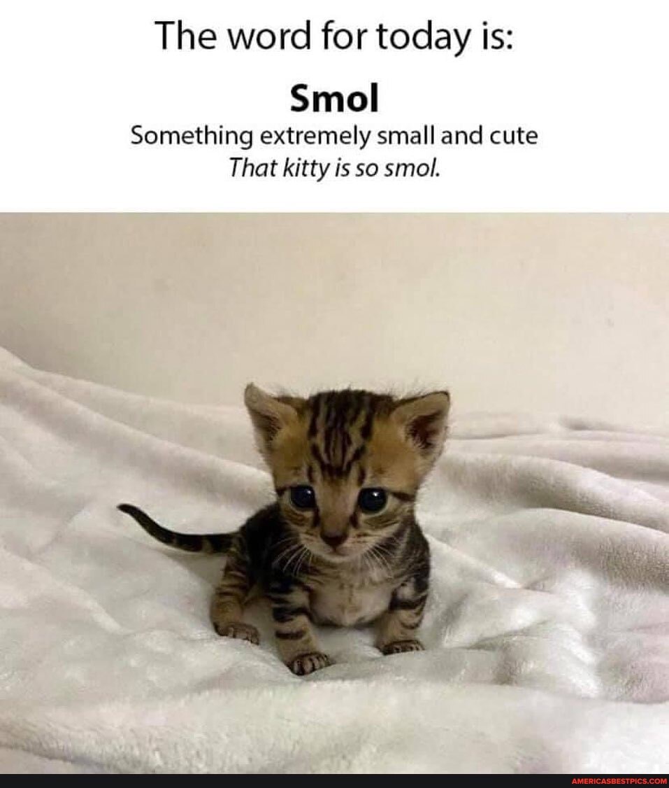 The word for today is:
Smol
Something extremely small and cute
That kitty is so smol.