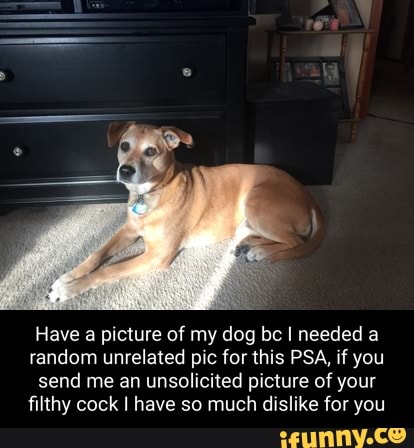 aN
Have a picture of my dog bc I needed a random unrelated pic for this PSA, if you send me an unsolicited picture of your filthy cock I have so much dislike for you