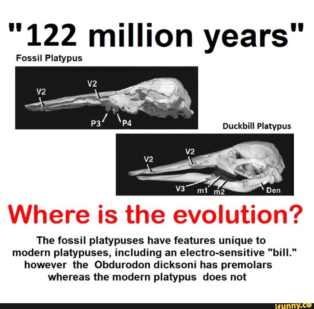 "122 million years" Fossil Platypus Duckbill Platypus mi Den Where is