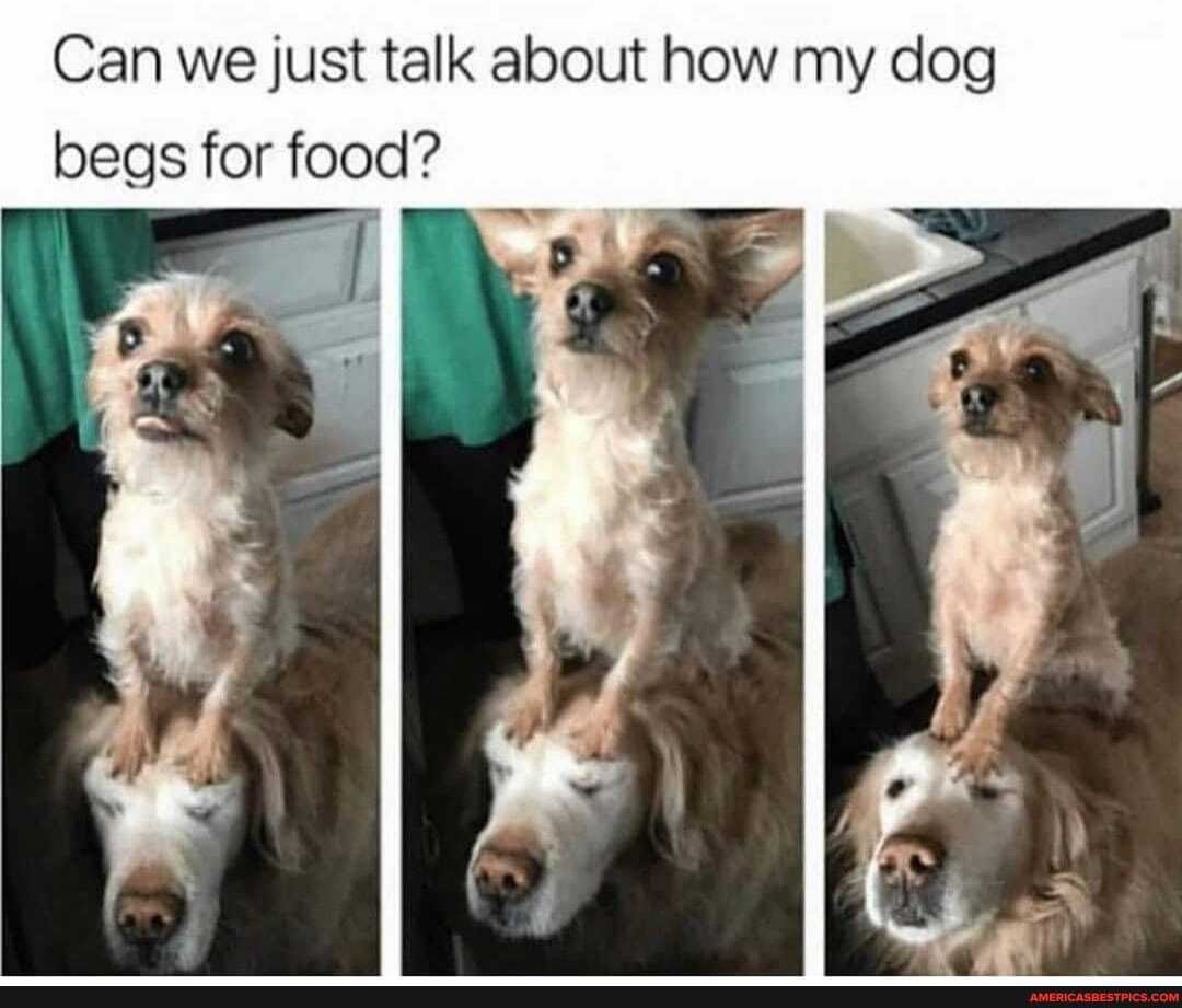Can we just talk about how my dog begs for food?